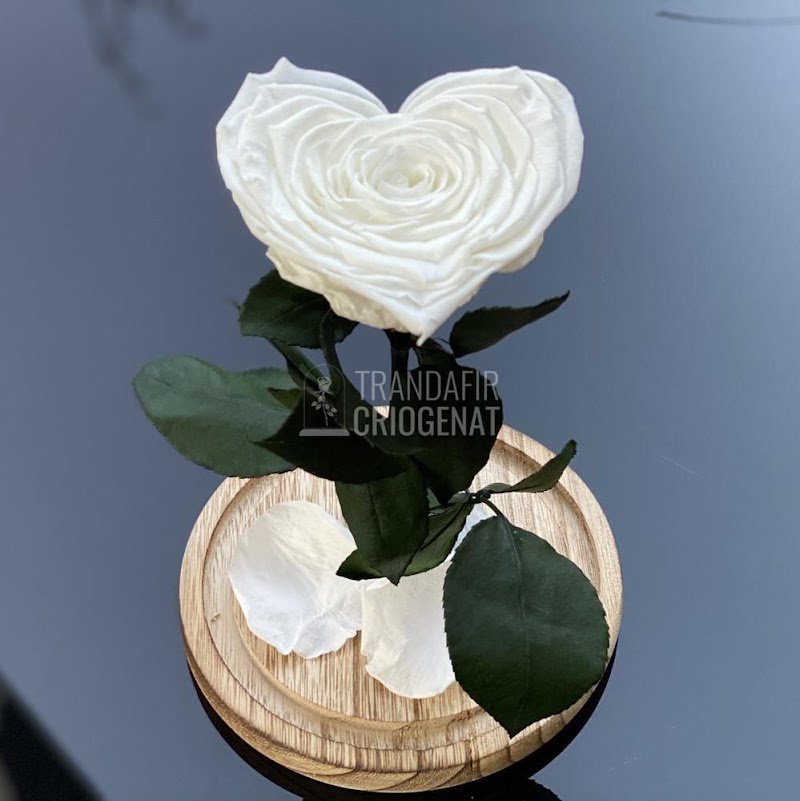 Trandafir Criogenat in Cupola de Sticla (Florarie Aranjamente Florale, Cadouri Personalizate Femei, Flori Criogenate Online) — fotografia 3